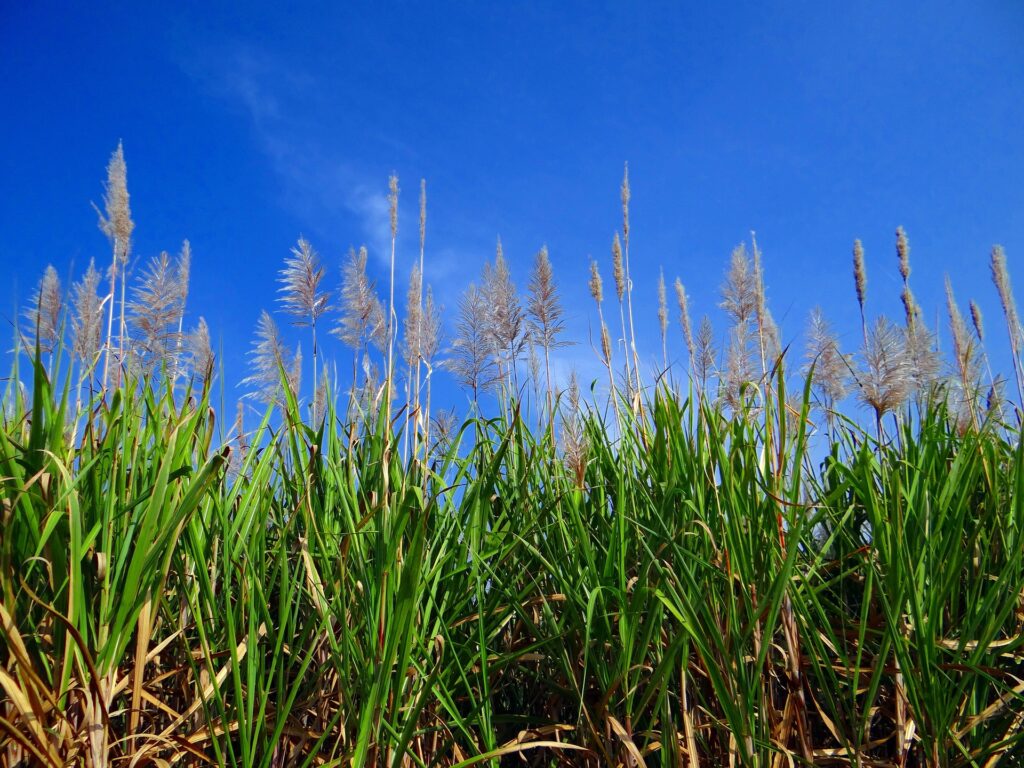 Value addition to crop-residues through the thermo-chemical route